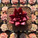 Echeveria Agavoides 'Fire Eagle' 2" Succulent Plant Cutting