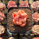 Echeveria 'Caramel Maria' 1" Seed-Grown Hybrid Succulent Plant