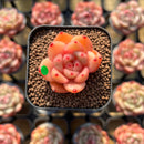Echeveria 'Caramel Maria' 1" Seed-Grown Hybrid Succulent Plant