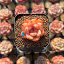 Echeveria 'Caramel Maria' 1" Seed-Grown Hybrid Succulent Plant