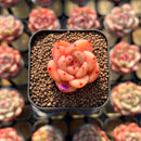 Echeveria 'Caramel Maria' 1" Seed-Grown Hybrid Succulent Plant