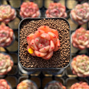 Echeveria 'Caramel Maria' 1" Seed-Grown Hybrid Succulent Plant