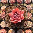 Echeveria 'Quartz Stone' 2" Succulent Plant Cutting