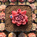 Echeveria 'Quartz Stone' 2" Succulent Plant Cutting