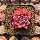 Echeveria 'Quartz Stone' 2" Succulent Plant Cutting