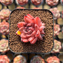 Echeveria 'Quartz Stone' 2" Succulent Plant Cutting