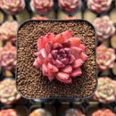 Echeveria 'Quartz Stone' 2" Succulent Plant Cutting
