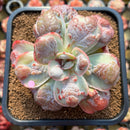 Echeveria 'Garden Bungalow' 4" Succulent Plant Cutting