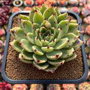 Echeveria Agavoides 'Helio' 4"-5" Large Succulent Plant Cutting
