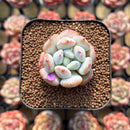 Echeveria Hybrid sp. 1"-2" Seed-Grown Unique Individual Succulent Plant Cutting