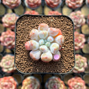 Echeveria Hybrid sp. 1"-2" Seed-Grown Unique Individual Succulent Plant Cutting