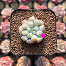 Echeveria Hybrid sp. 1"-2" Seed-Grown Unique Individual Succulent Plant Cutting