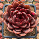 Echeveria 'Marine' Hybrid x 'Blood Maria' Hybrid 2"-3" Flower Village Hybrid Succulent Plant Cutting