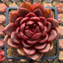 Echeveria 'Marine' Hybrid x 'Blood Maria' Hybrid 2"-3" Flower Village Hybrid Succulent Plant Cutting