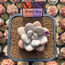 Pachyphytum 'Story Two' 2" Mam&Sister Farm Original Japanese Hybrid Succulent Plant