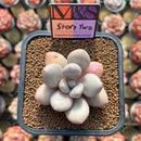 Pachyphytum 'Story Two' 2" Mam&Sister Farm Original Japanese Hybrid Succulent Plant