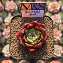 Echeveria 'Koimachi Bud' 2" ('Rhapsody' x 'Roselli' Hybrid) Mam&Sister Farm Original Japanese Hybrid Succulent Plant