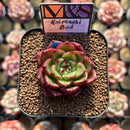 Echeveria 'Koimachi Bud' 2" ('Rhapsody' x 'Roselli' Hybrid) Mam&Sister Farm Original Japanese Hybrid Succulent Plant