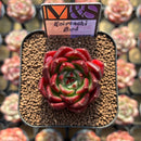 Echeveria 'Koimachi Bud' 2" ('Rhapsody' x 'Roselli' Hybrid) Mam&Sister Farm Original Japanese Hybrid Succulent Plant