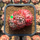 Echeveria 'Charles Rose' 2"-3" Succulent Plant Cutting