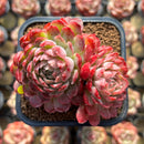 Echeveria 'Charles Rose' 2"-3" Succulent Plant Cutting