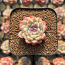Echeveria 'Hugo' 1"-2" Succulent Plant Cutting