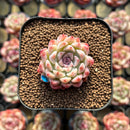 Echeveria 'Hugo' 1"-2" Succulent Plant Cutting