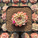 Echeveria 'Hugo' 1"-2" Succulent Plant Cutting