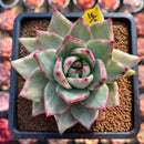 Echeveria Agavoides 'White Night' Variegated 3" Succulent Plant Cutting