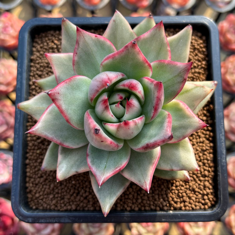 succulent night Echeveria Agavoides 'White Night' Variegated 3" Succulent Plant Cuttin –  True Succulents Plant Co