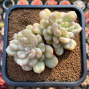 Echeveria 'Bill Gates' 3"-4" Succulent Plant Cutting
