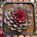 Echeveria 'Red Chocolate' Type B 3" Succulent Plant Cutting