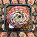 Echeveria 'Gold Light' 2" Succulent Plant Cutting