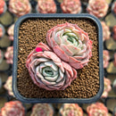 Echeveria 'Gold Light' 2" Succulent Plant Cutting