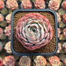 Echeveria 'Gold Light' 2" Succulent Plant Cutting