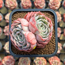 Echeveria 'Gold Light' 2" Succulent Plant Cutting