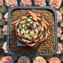 Echeveria 'Blue Dragon' Type A 2" Succulent Plant Cutting