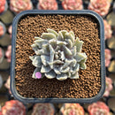 Echeveria 'Vampire' Variegated 2" Succulent Plant Cutting