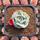 Echeveria 'Heart Angel' 2" Succulent Plant Cutting