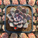 Echeveria 'Purple Stone' 2" Succulent Plant Cutting