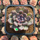Echeveria 'Purple Stone' 2" Succulent Plant Cutting