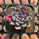 Echeveria 'Purple Stone' 2" Succulent Plant Cutting
