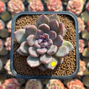 Echeveria 'Purple Stone' 2" Succulent Plant Cutting