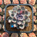 Echeveria 'Purple Stone' 2" Succulent Plant Cutting