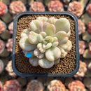 Echeveria 'Bill Gates' 2" Succulent Plant Cutting