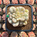Echeveria 'Bill Gates' 2" Succulent Plant Cutting