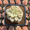 Echeveria 'Bill Gates' 2" Succulent Plant Cutting