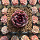 Echeveria 'Black Mink' 2" Succulent Plant Cutting
