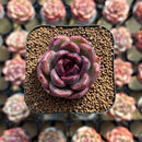 Echeveria 'Black Mink' 2" Succulent Plant Cutting