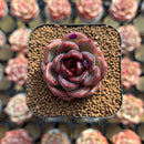Echeveria 'Black Mink' 2" Succulent Plant Cutting